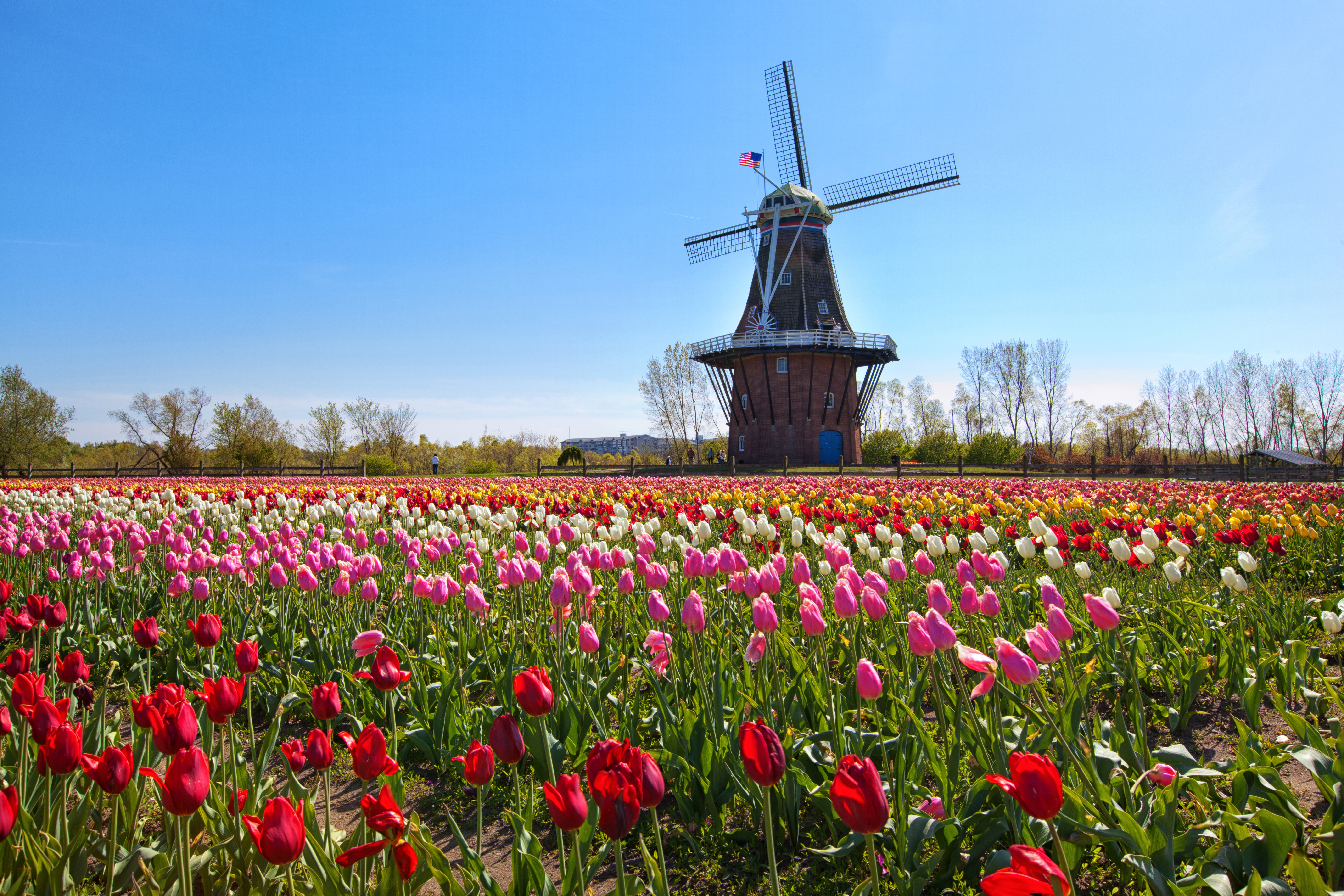 tulips of northern holland